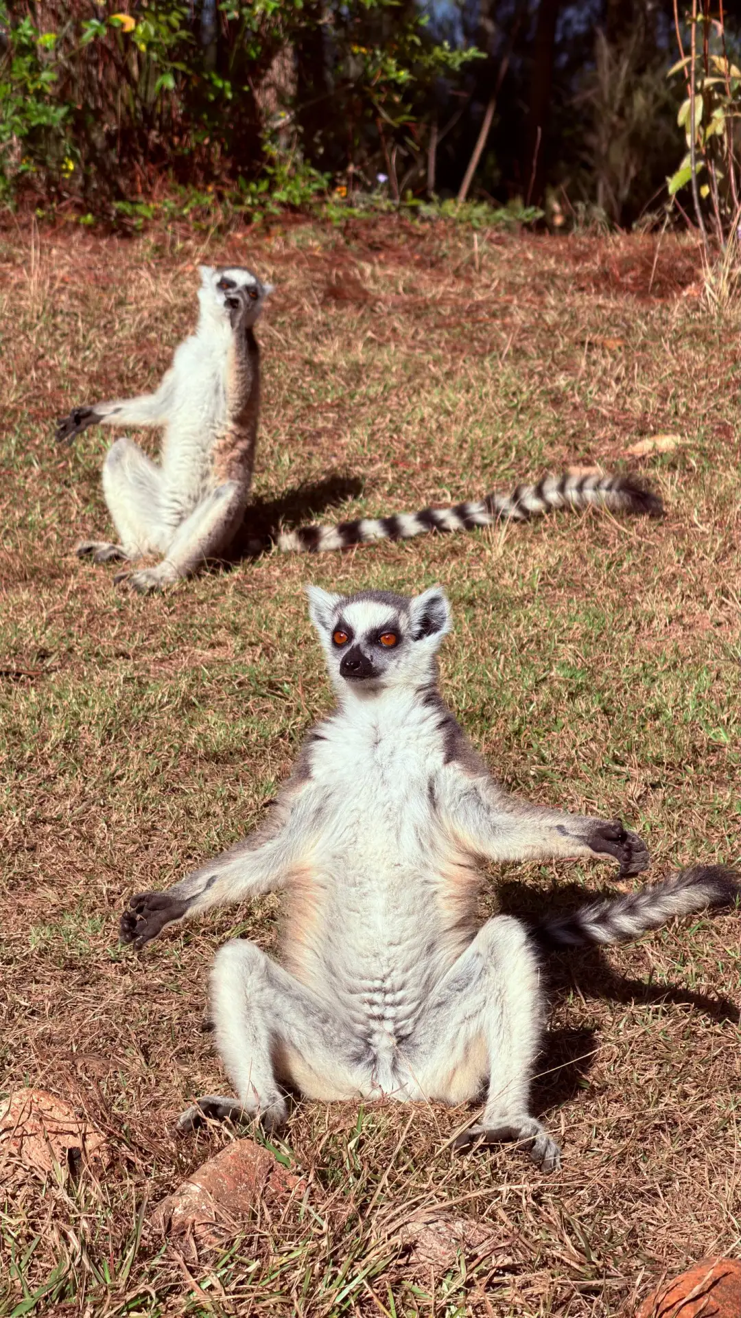 Кошачий лемур, или катта
