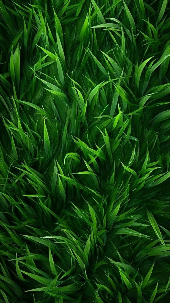 Tg   Красивые видеофоны😍