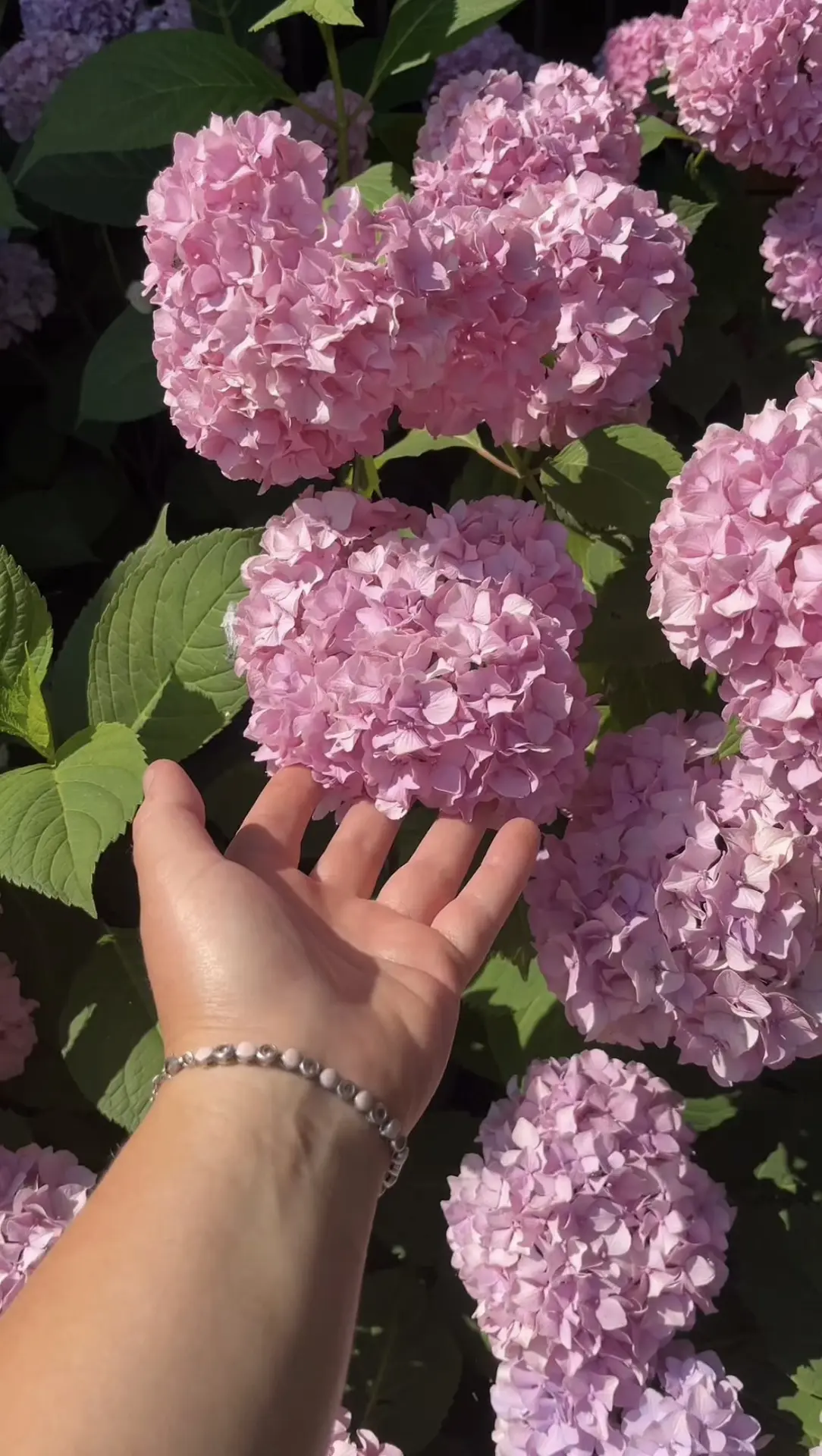 Новое видео о том как черенковать крупнолистную гортензию🌸