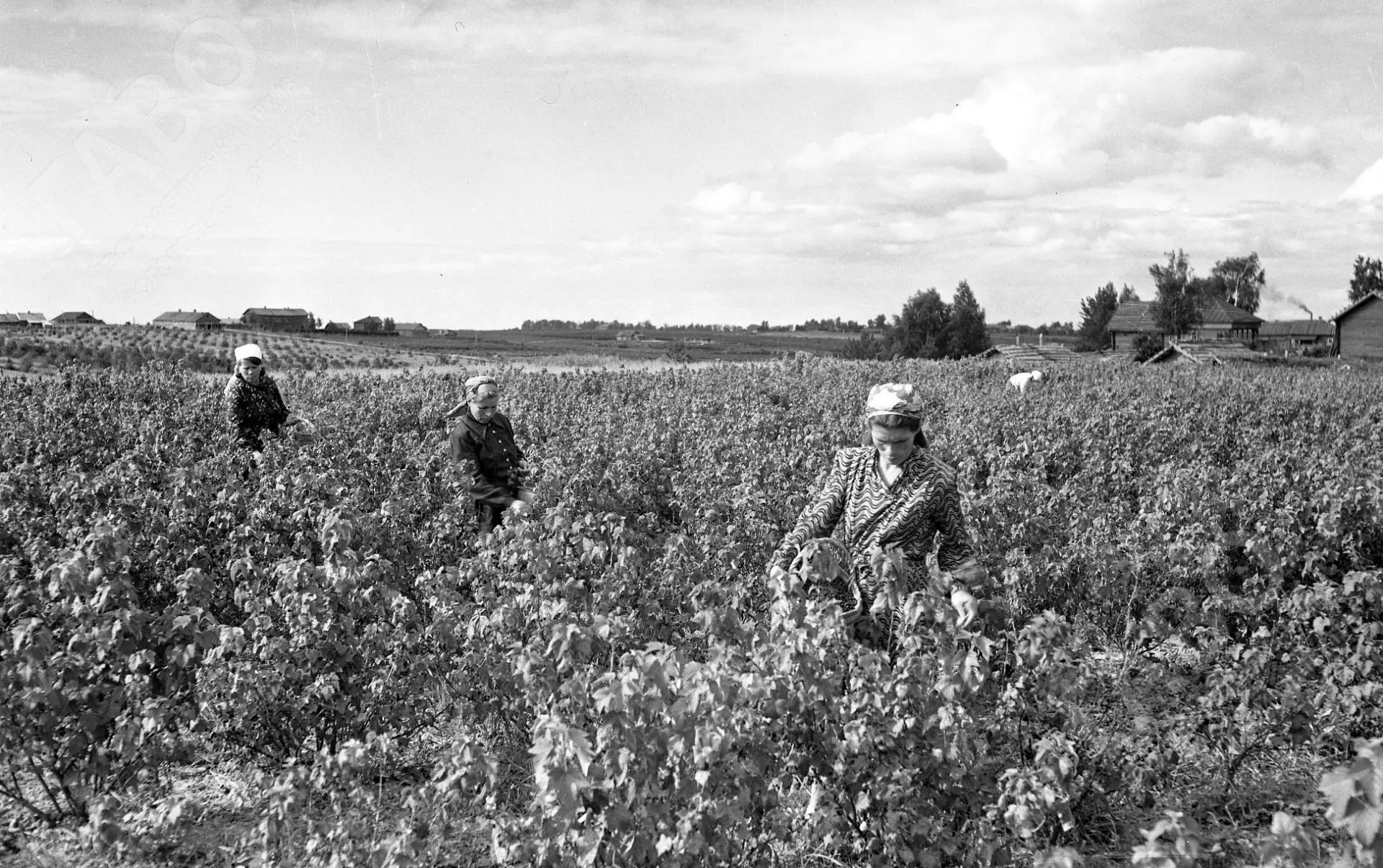 🌾 Агроархив

☀️ Теплый летний денек 1950 года. Светит солнце, поют птицы, легкий ветерок… А в саду 