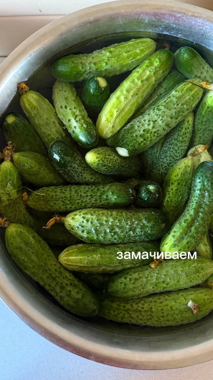 Изображение 2 к публикации «САДОВОД ИЗ МЕГАПОЛИСА»