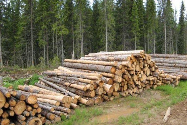 Житель Абазы ответит за незаконную вырубку леса