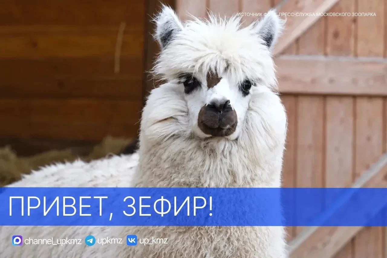 Новый друг КМЗ