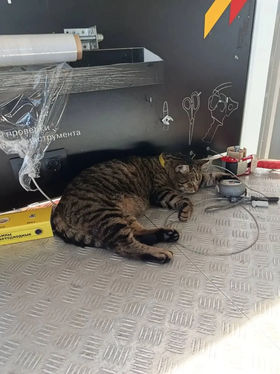 Лучший работник Таллинки 🐾

Ставьте ❤️, если у вас в офисе или СТЦ есть свои хвостатые сотрудники и