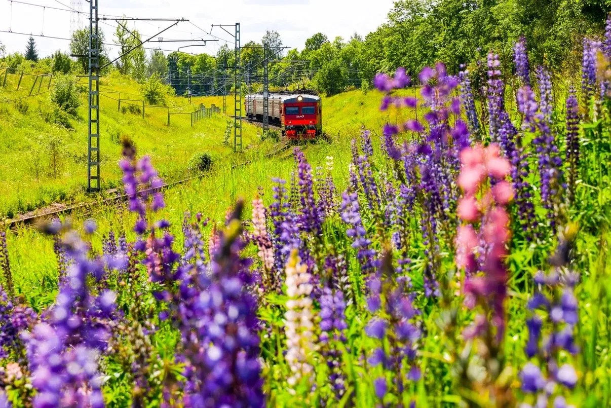 Октябрьская железная дорога в фокусе

📍 станция Поповка (Ленинградская область)
