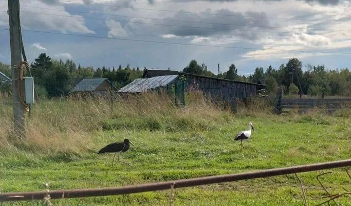 Специалисты посчитали редких черных аистов в Тверской области