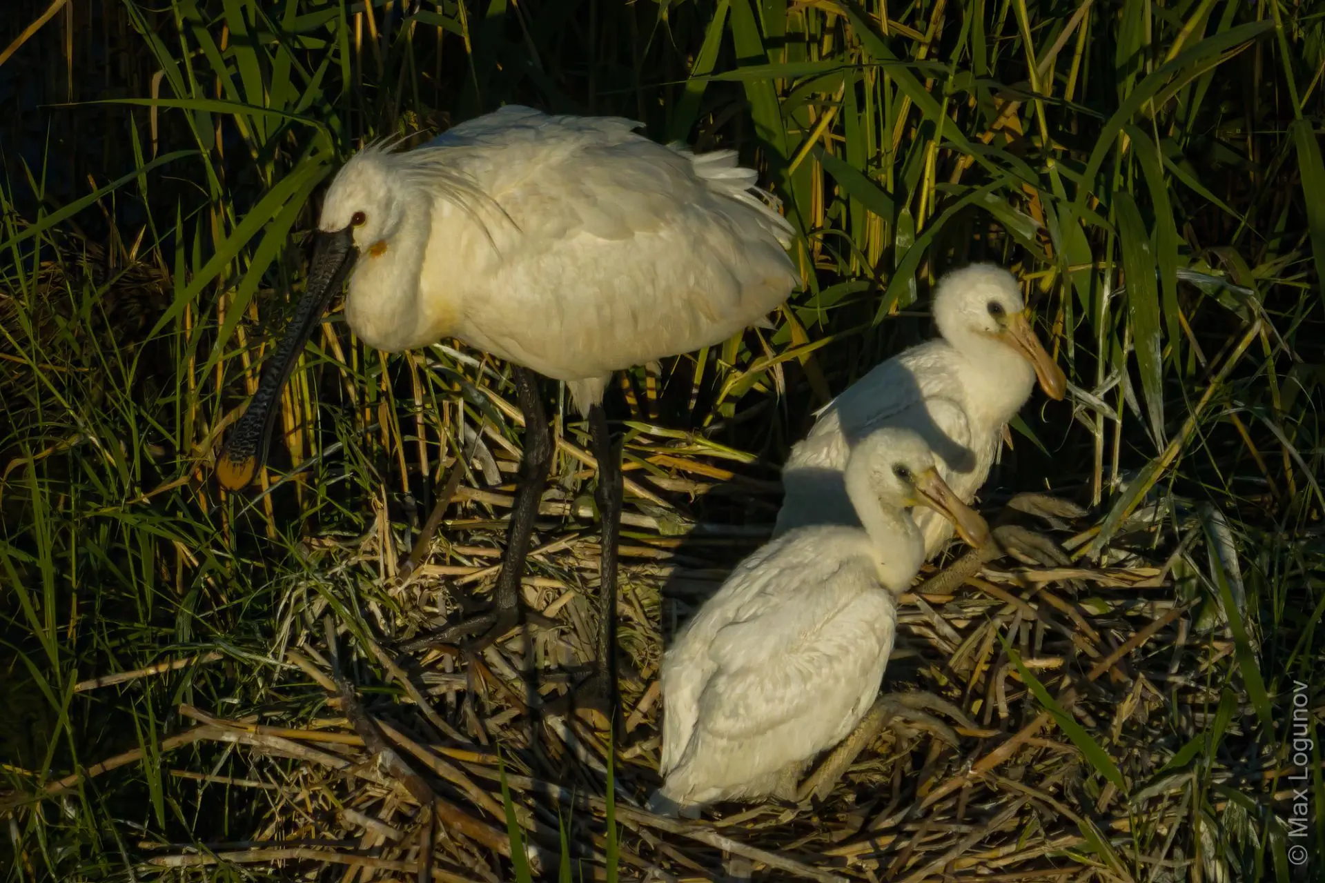 Большая колпица на гнезде с подросшими птенцами.🐤🐤