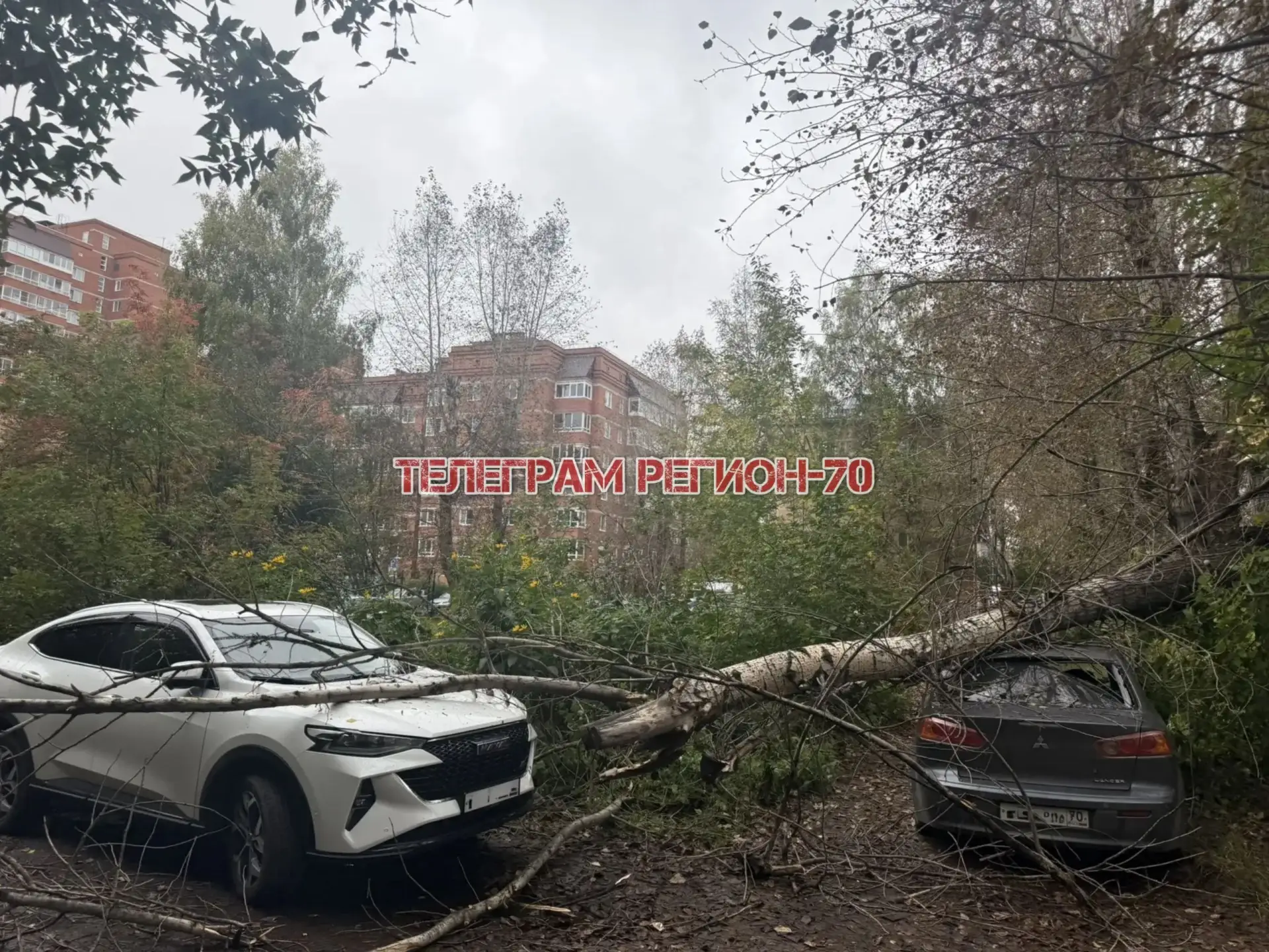 🌳 Дерево повредило два автомобиля на улице Щорса