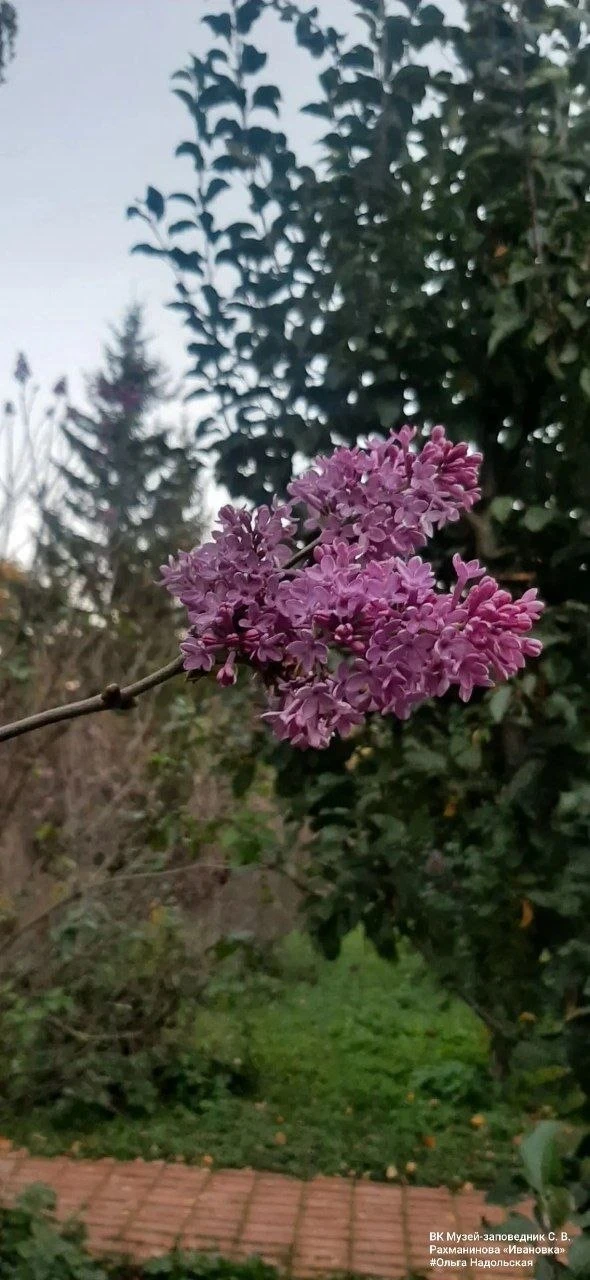 🌸 В «Ивановке» второй раз зацвела сирень