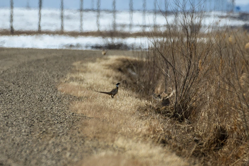 🐦 В Приамурье ввели жесткие ограничения на охоту на фазана

Из-за серьезного сокращения численнос
