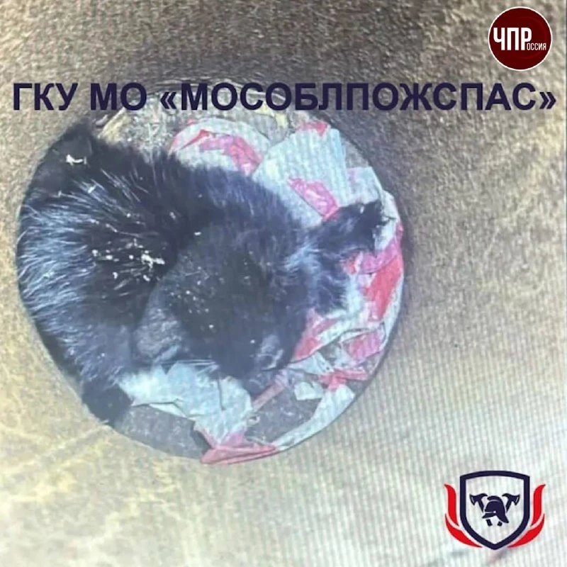 🐈Котёнок два дня просидел взаперти в трубе фонарного столба в Подмосковье — выбраться ...