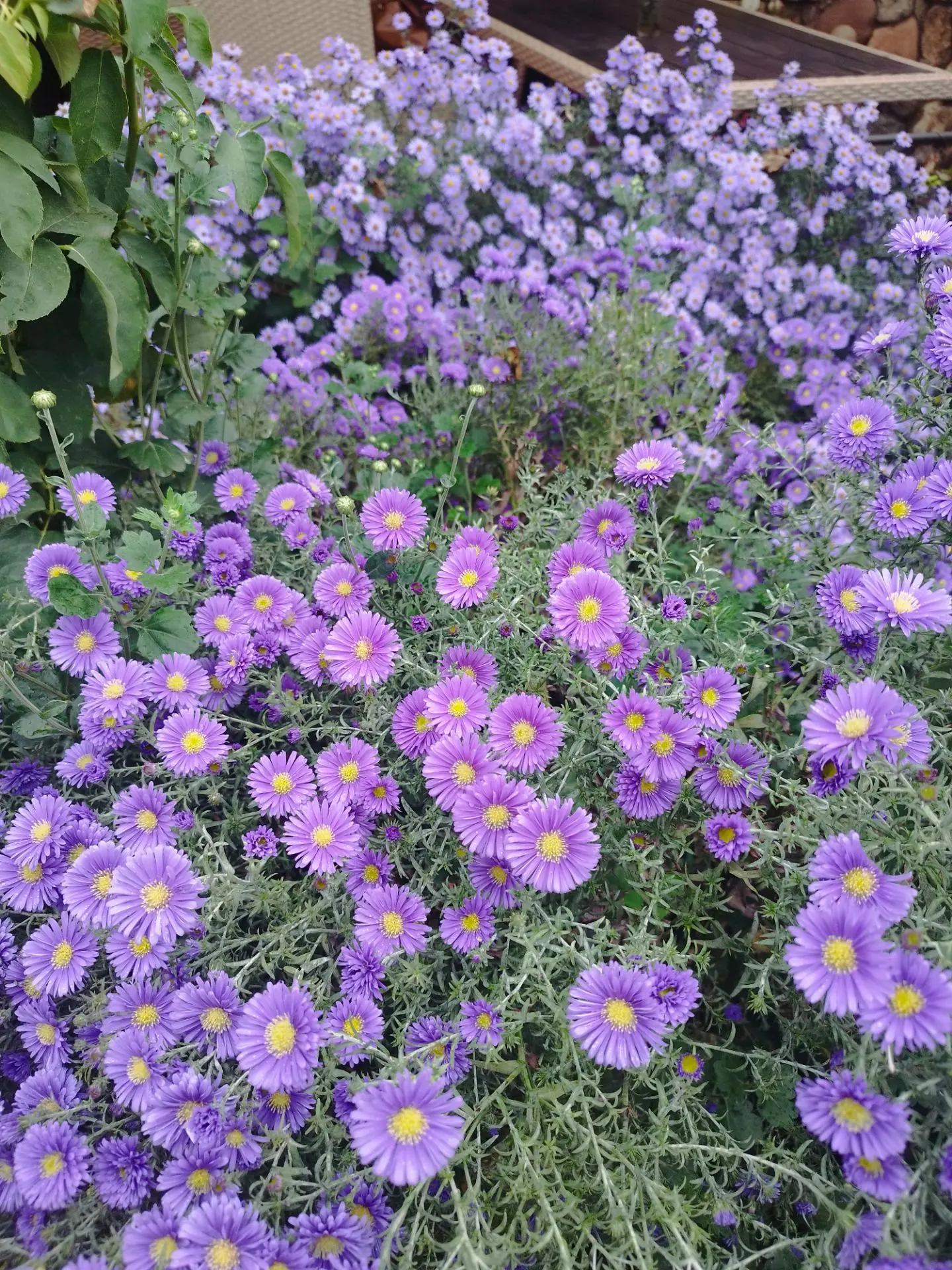 В продаже 3 сорта сентябрины. Кустик 200р.❤