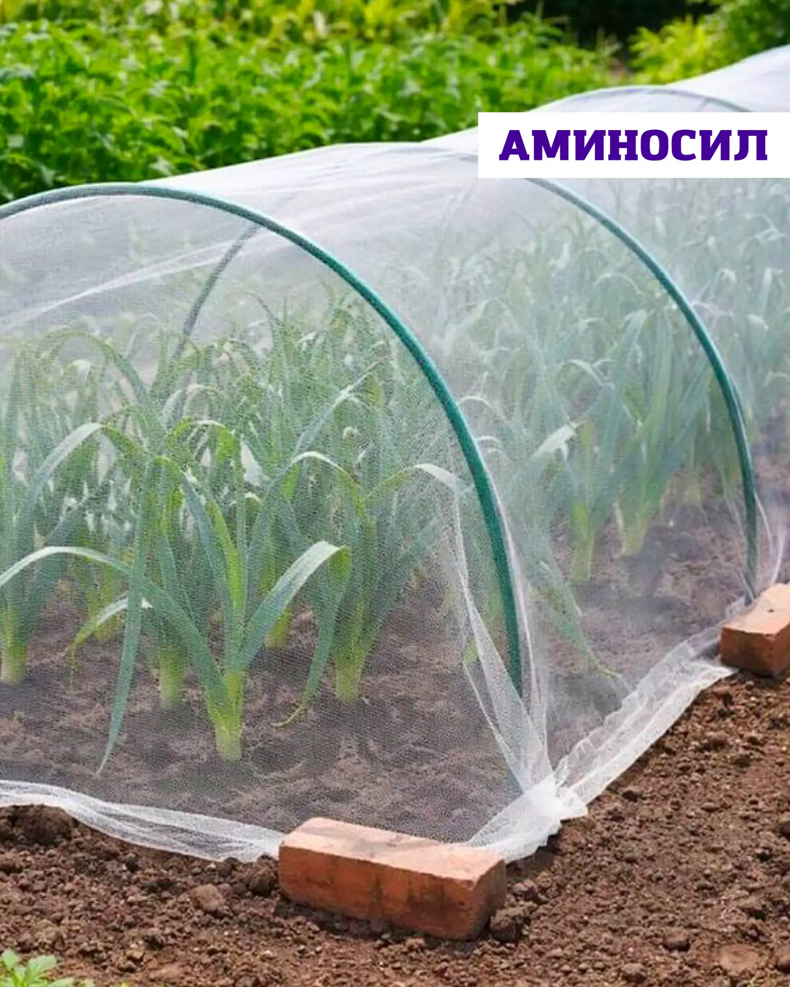 Как защитить рассаду от жары, ожогов и перегрева? 🔥🌱