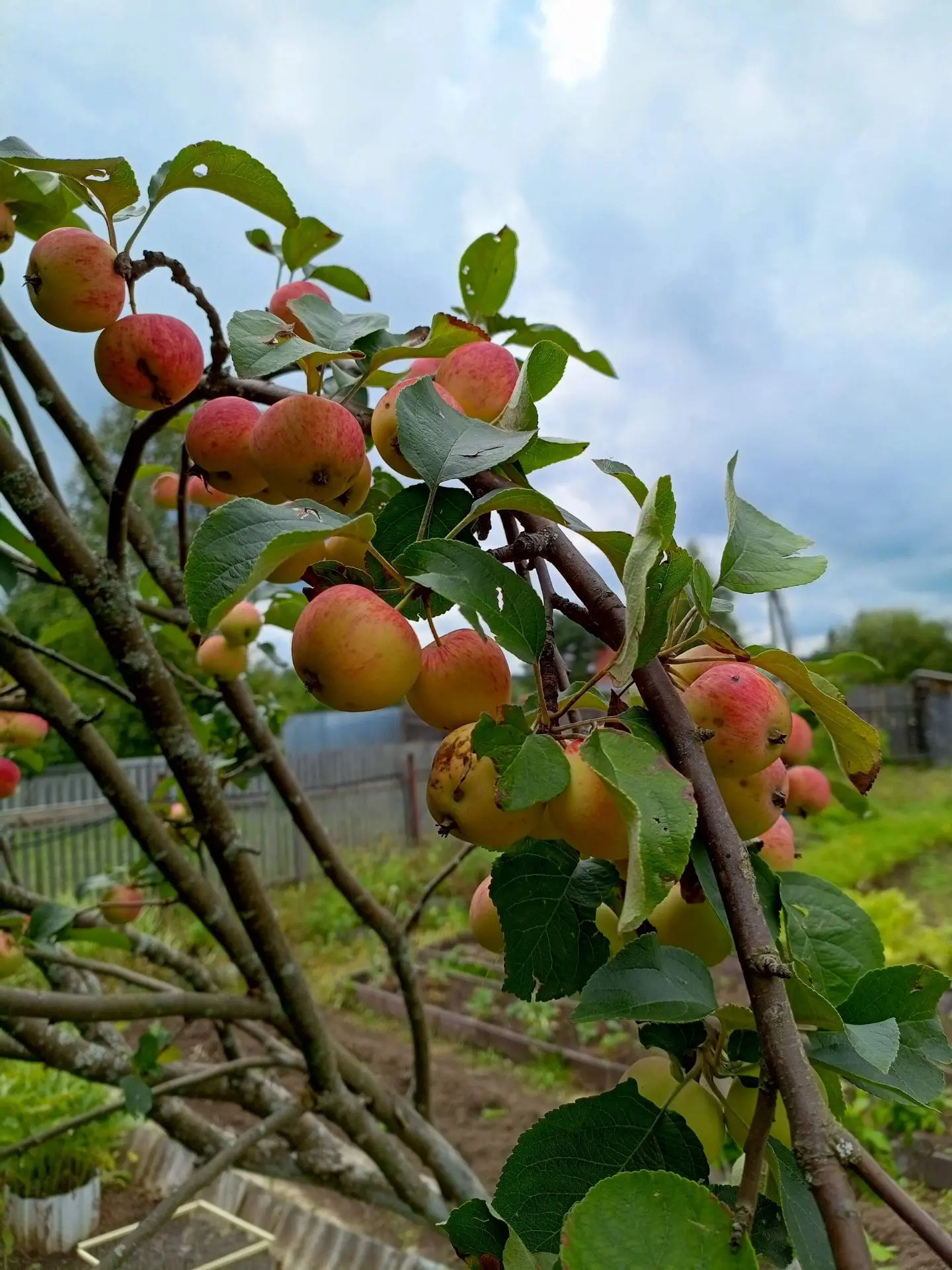 С Яблочным Спасом! 🍎