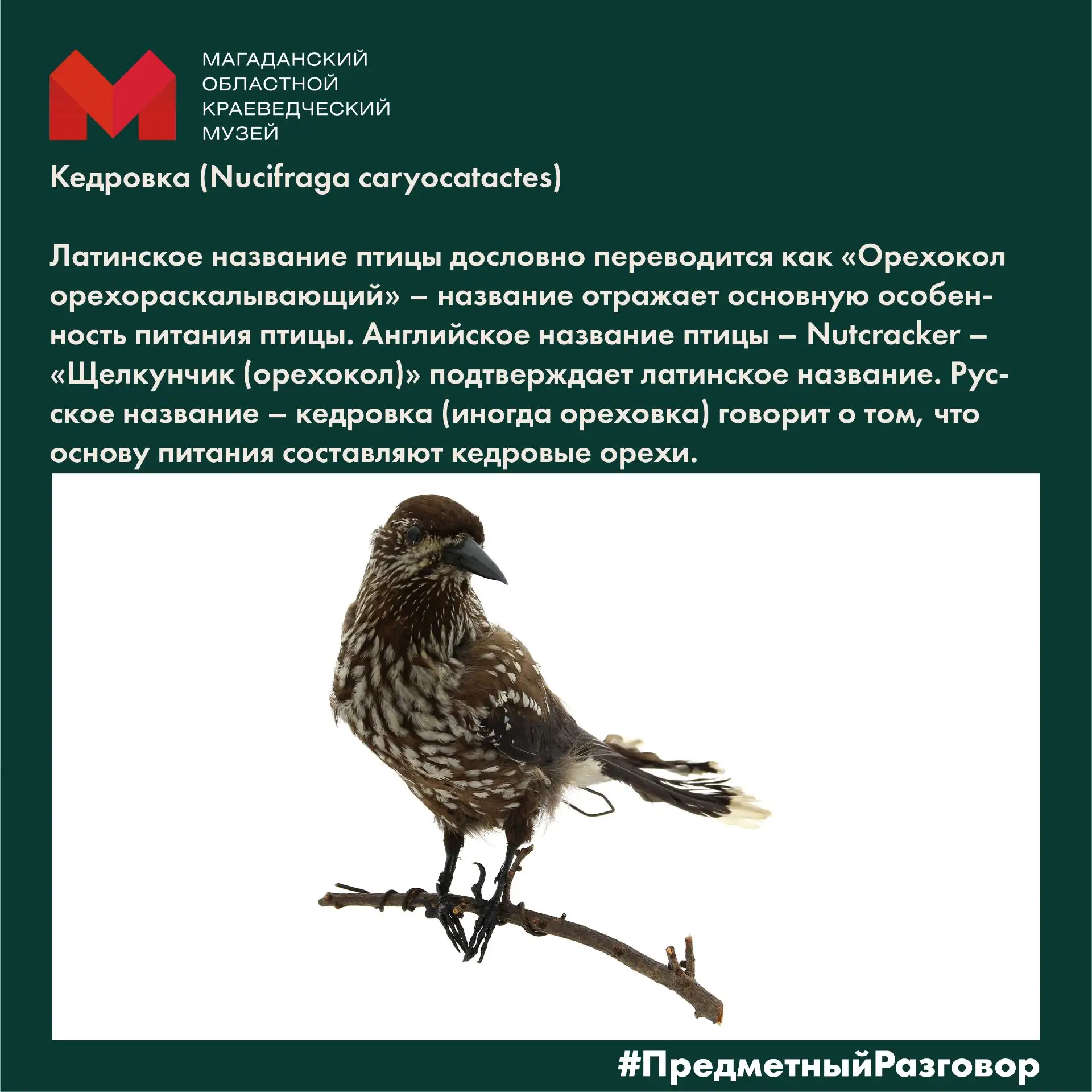 🪶 Кедровка (родственница ворона и воробья) – настоящая лесная труженица. Главная заслу...