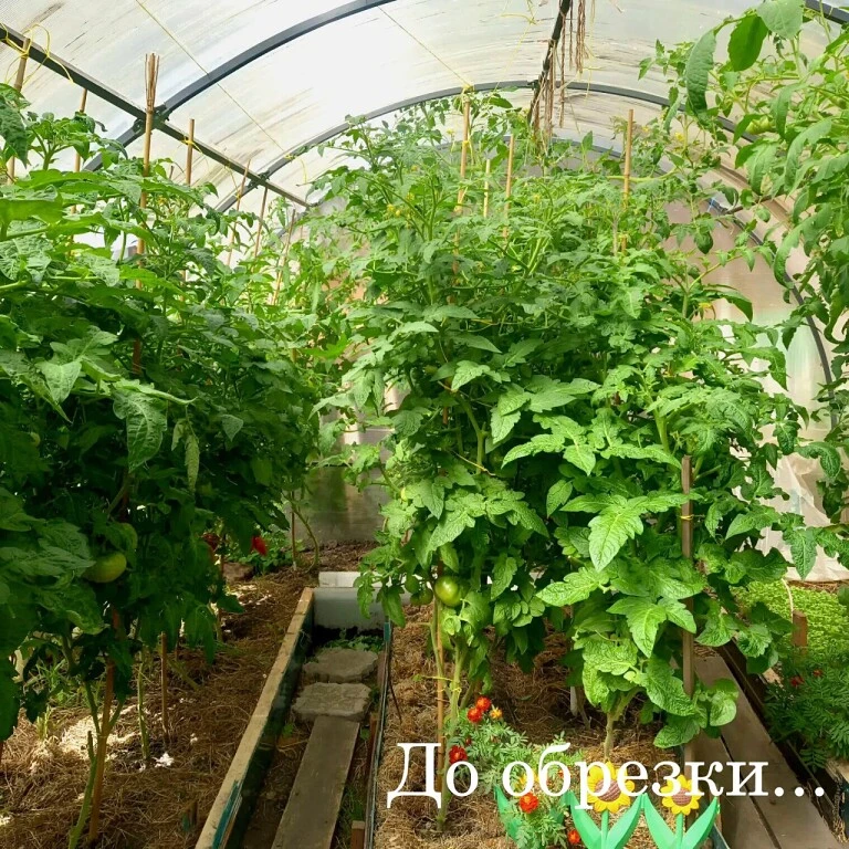 ТОМАТНЫЕ ГНОМЫ УМЕЮТ УДИВЛЯТЬ!

В прошлом сезоне заметила интересную вещь…
Пока куст стоит весь в ли