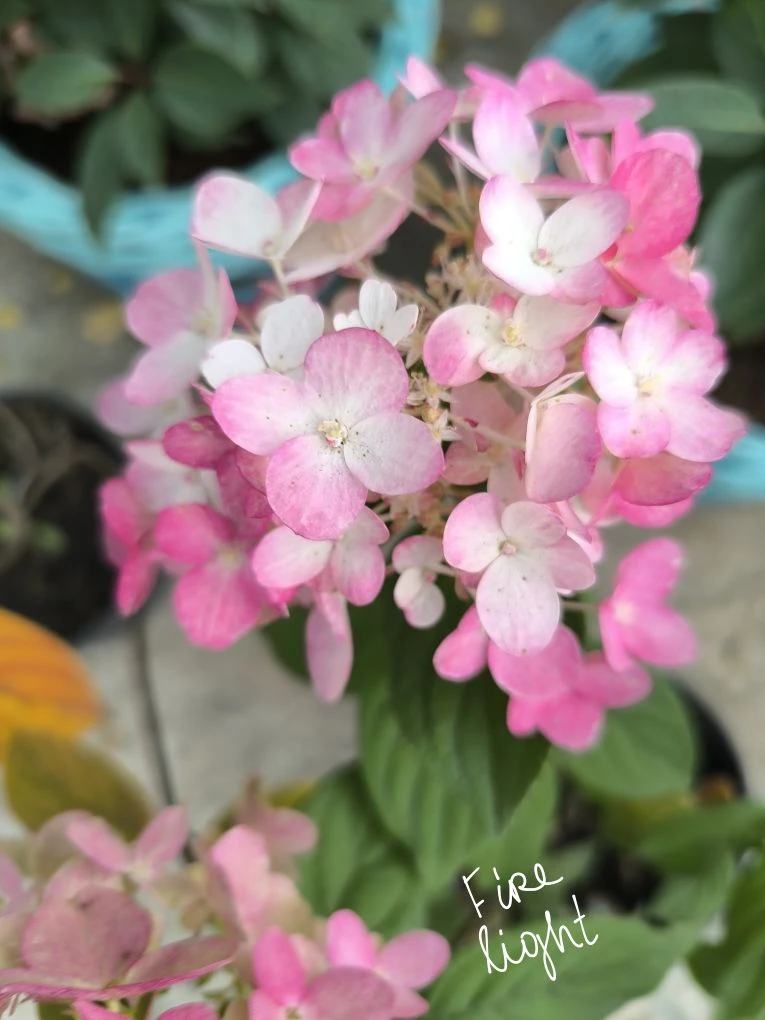 Лето - это время, когда природа расцветает во всей своей красе 🌺💕.