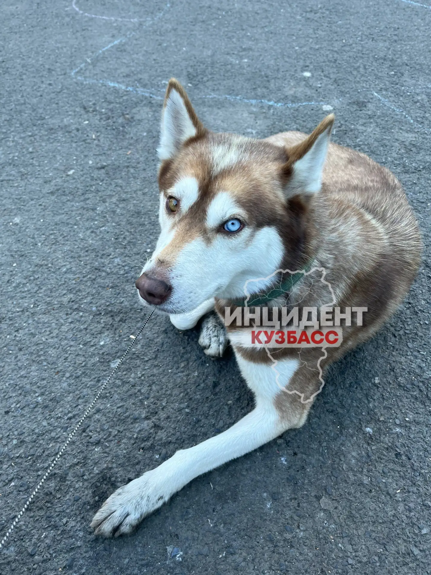 В Кемерове местные жители снова бросили свою собаку