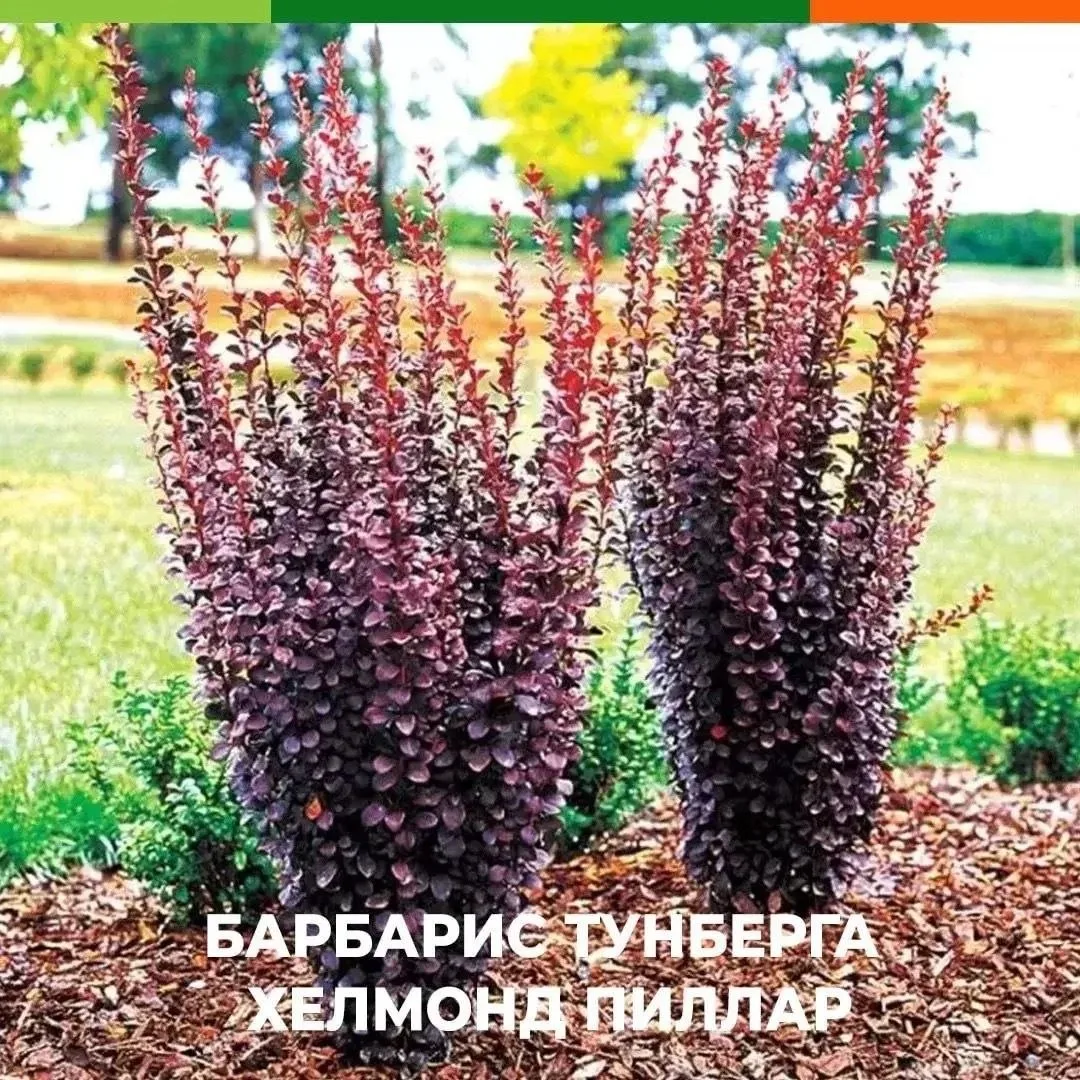 6 эффектных растений для сада, которые радуют цветением 😍

➡️ Сирень «Жанна Д'Арк» — огромные белос