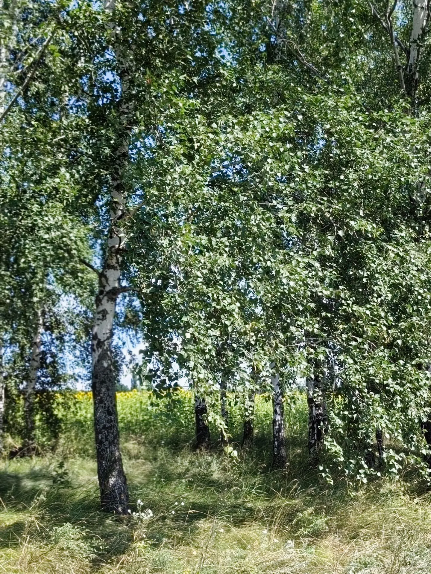 Август в #Черноземье