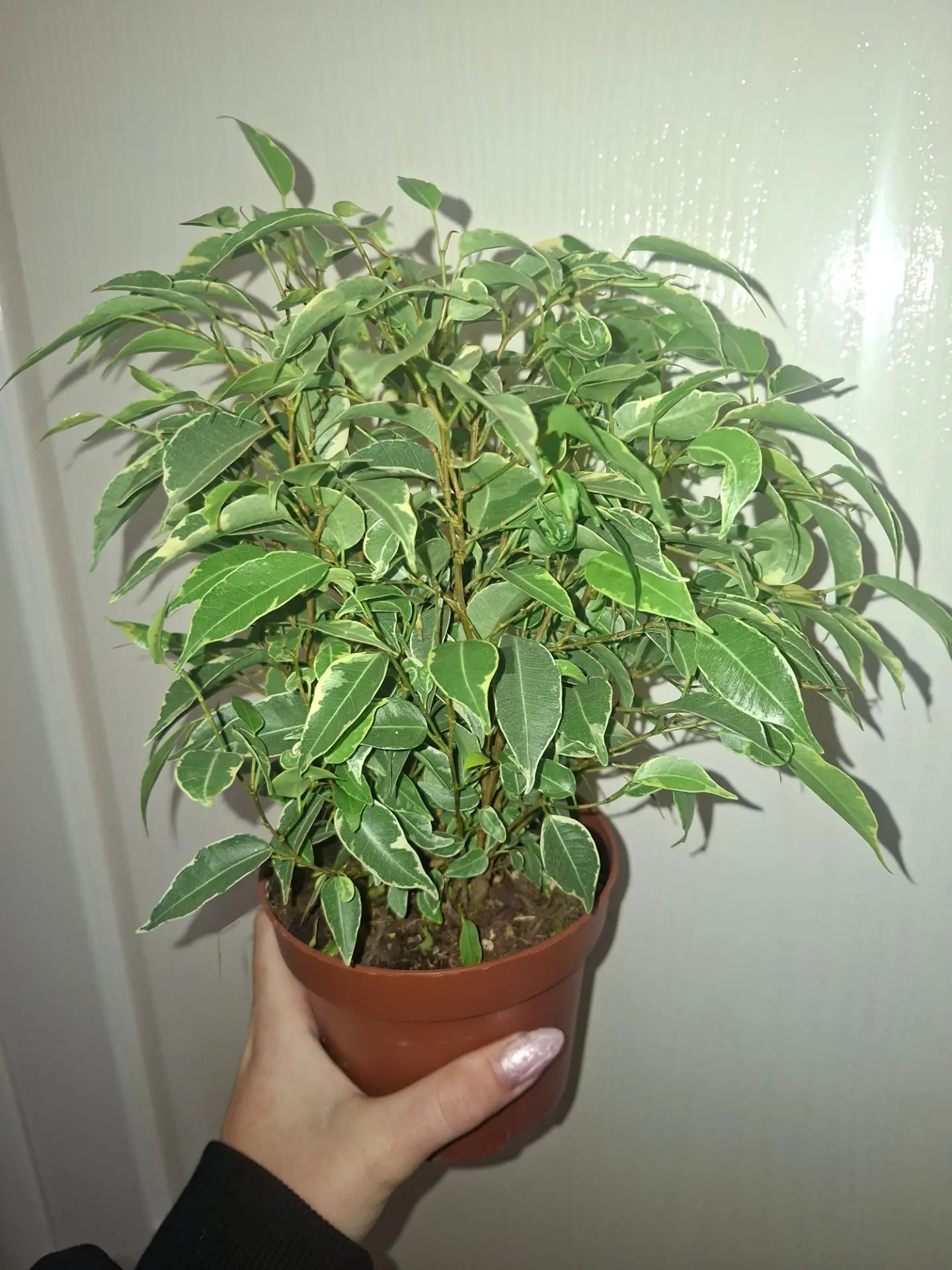 🌿✨ Фикус Бенджамина — классика, которая всегда в моде!