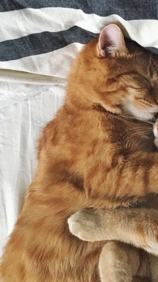 Обои с котятами