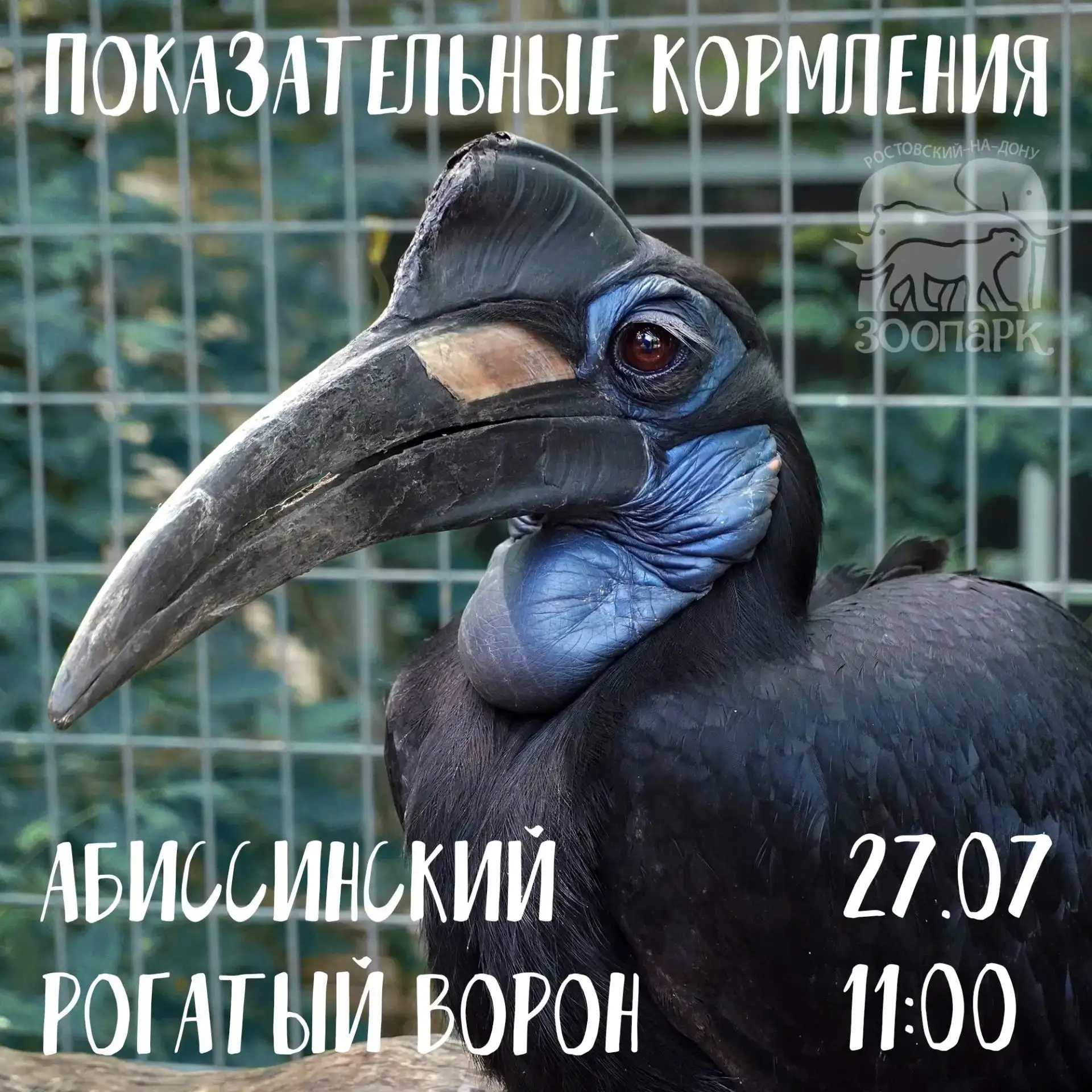 🌟 Абиссинский рогатый ворон — это не ворона, а носорог - птица с очень необычной внешностью и повад