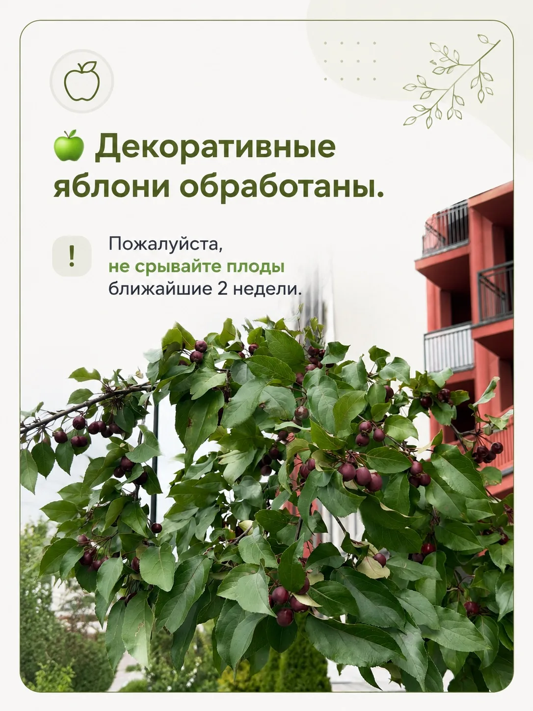 🍏 Обработка яблонь: просим не срывать плоды