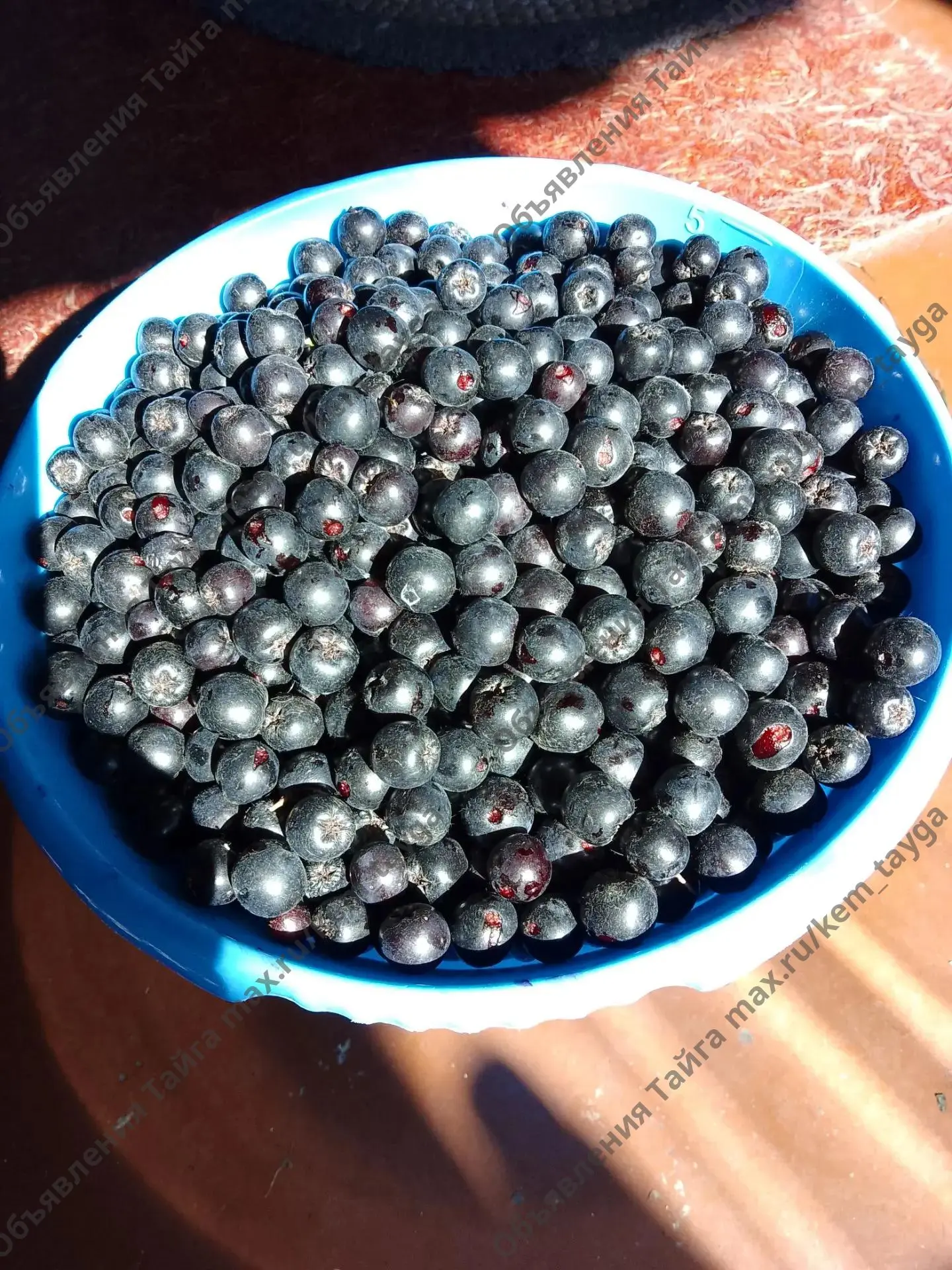 Продам черноплодку 30р литр