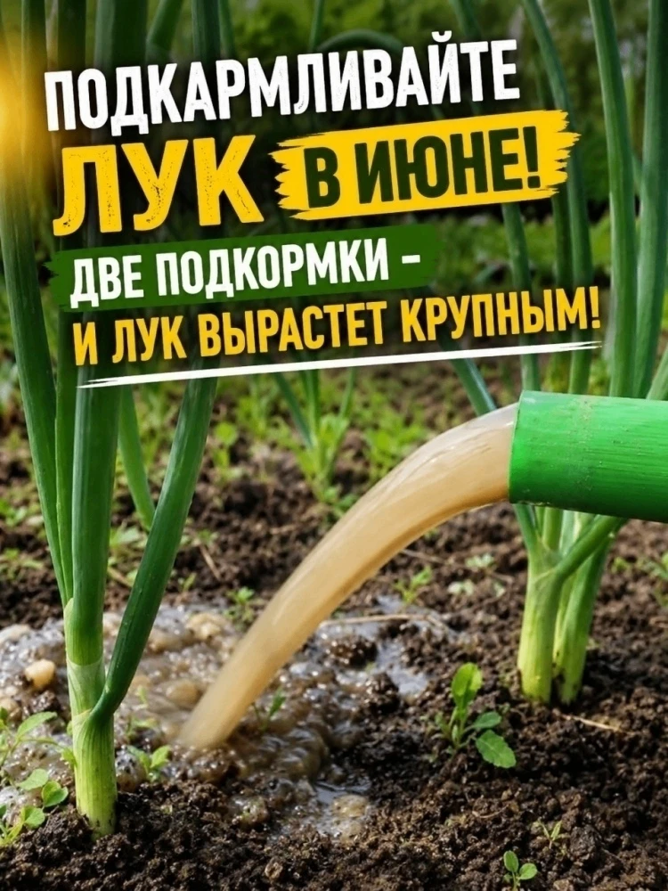 ПОДКАРМЛИВАЙТЕ ЛУК В ИЮНЕ!Две подкормки – и лук вырастет крупным!