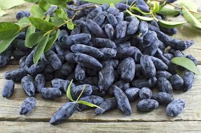 3 популярных сорта жимолости  Альтаир. Вкус признан одним из лучших среди съедобной жимолости - прео