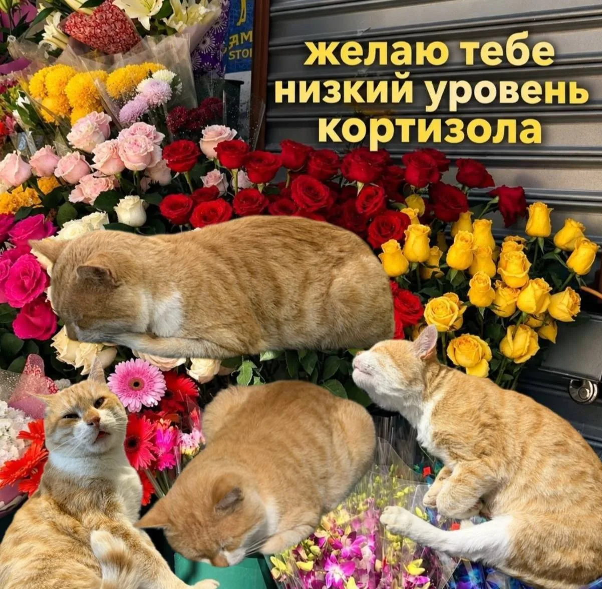 Всем ночь!)