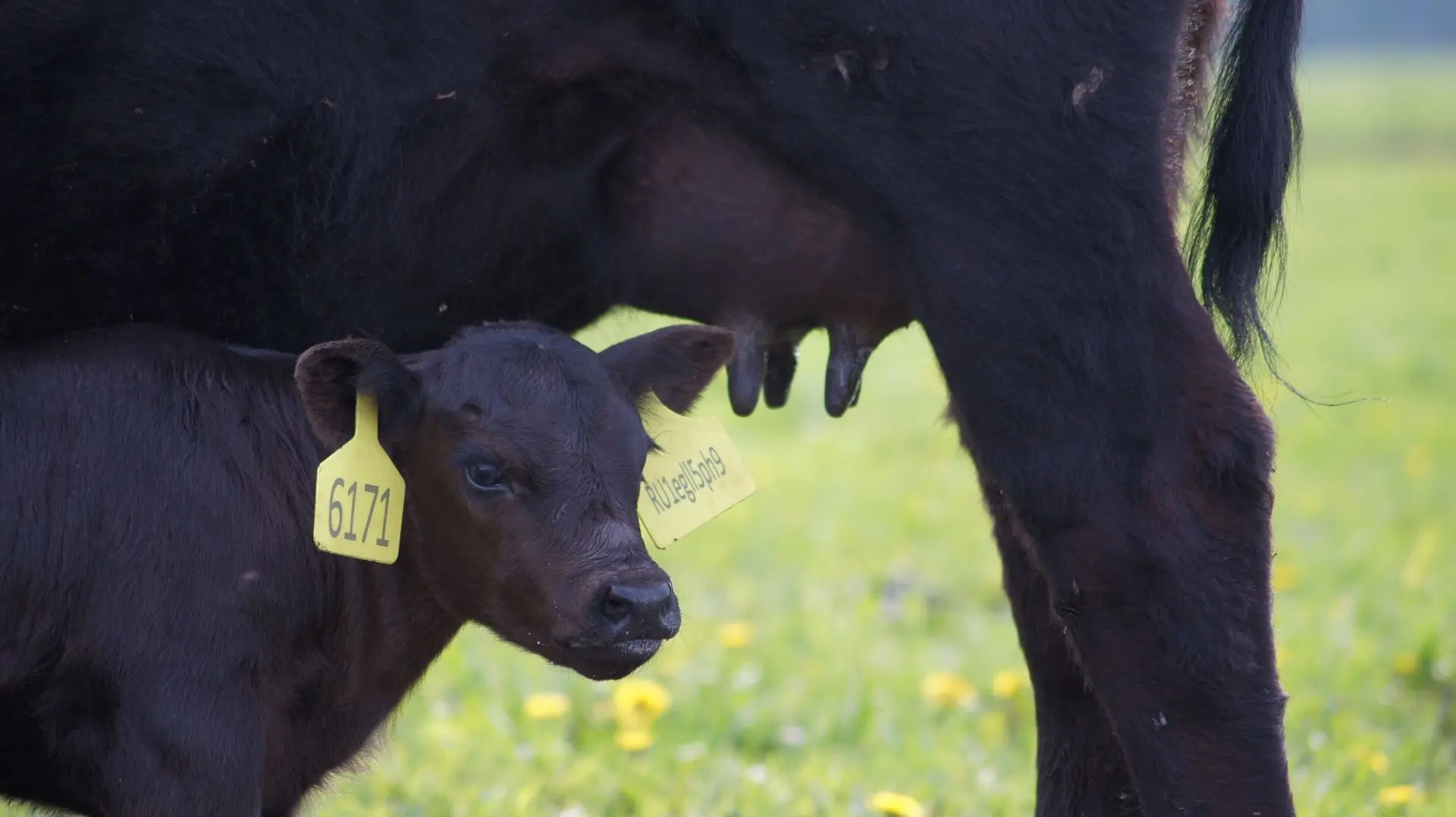 Рождение телят — это маленькое чудо! 🐄

Всего один день назад этот малыш сделал свой первый вдох. П