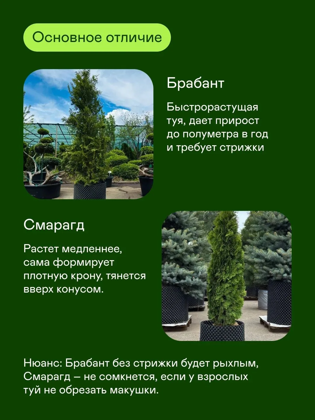 Брабант или Смарагд? 
Оба сорта туи западной дают плотную и красивую живую изгородь. Но есть важные 