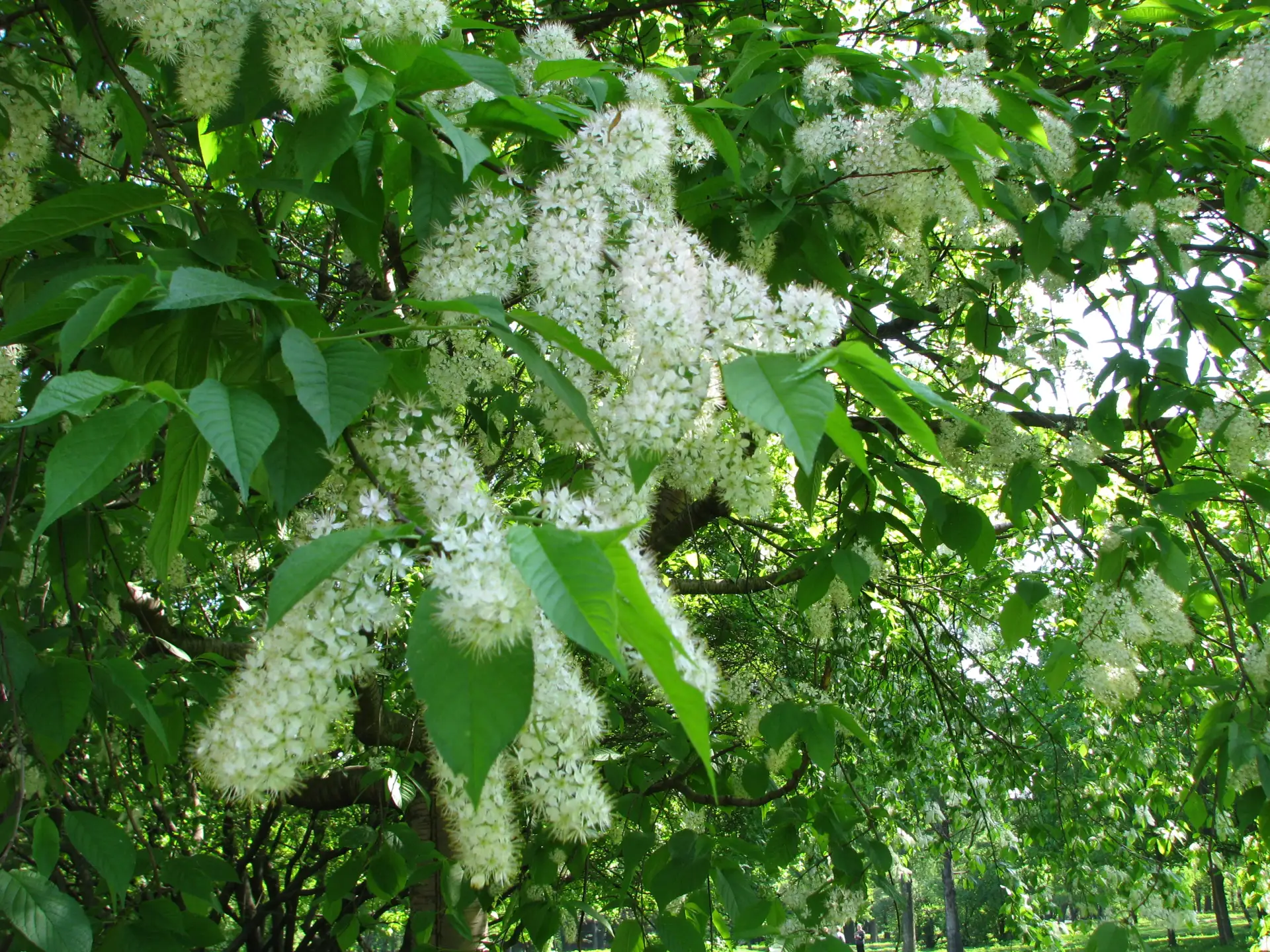 🌿 21 мая отмечается День черёмухи.