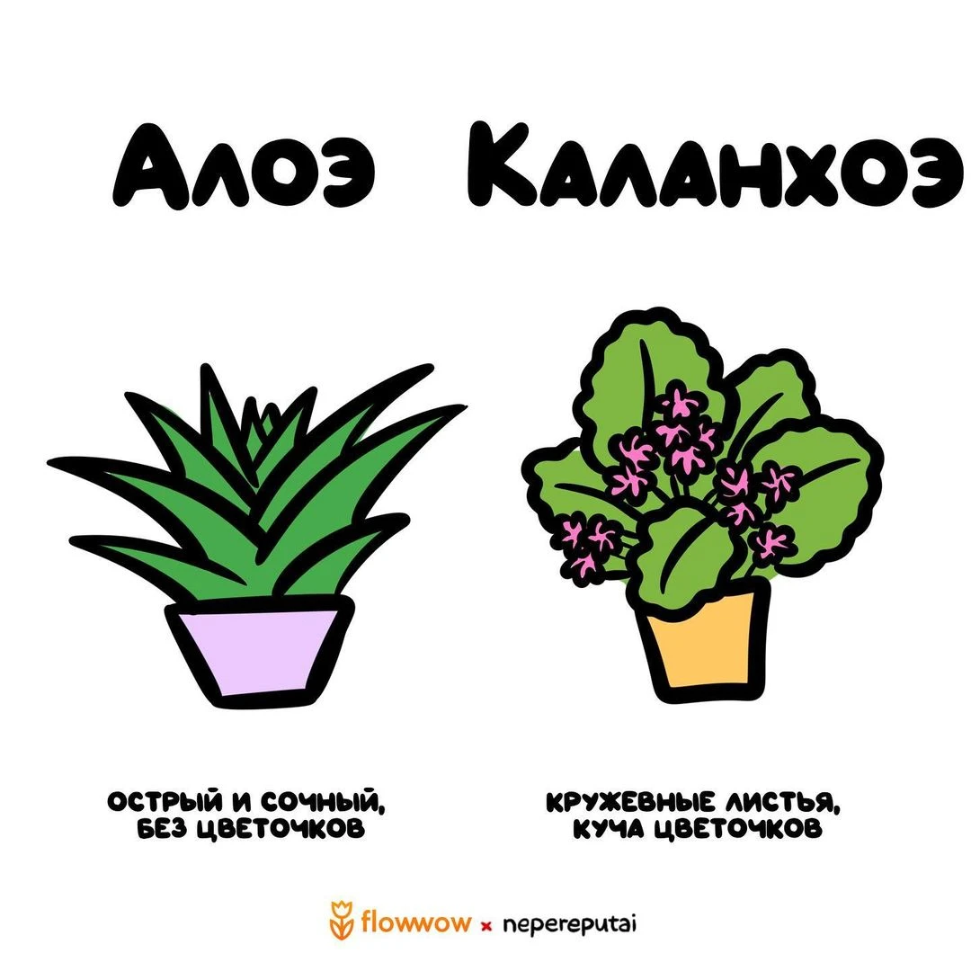 Дабы не запутаться в цветочках на балконе😂