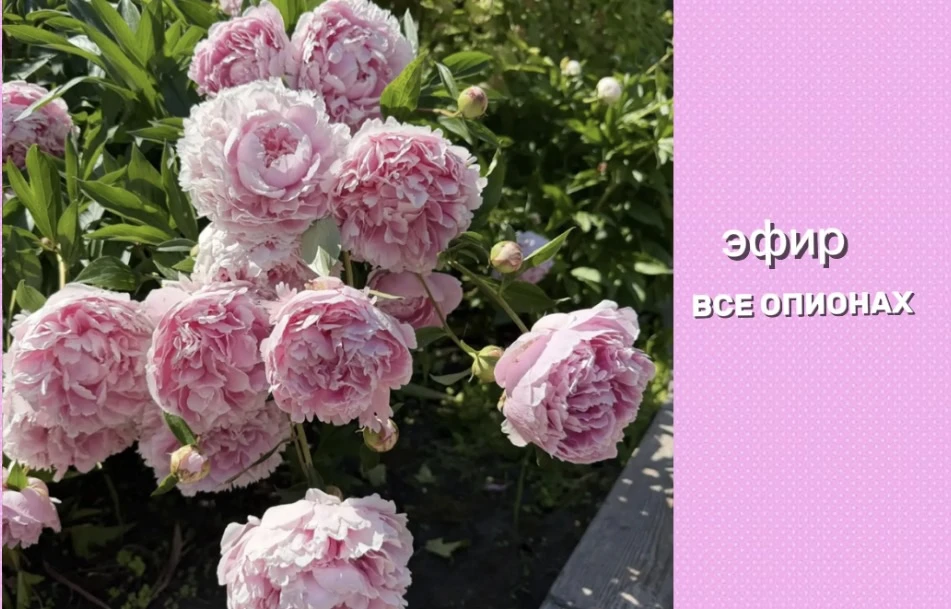 ВЫШЛА ЗАПИСЬ ЭФИРА ПРО ПИОНЫ🌼🌼🌼