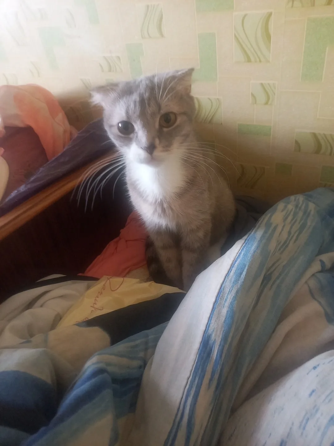 Помогите найти ей дом и хорошего, любящего человека, кошечка Маша ей год или полтора, р...