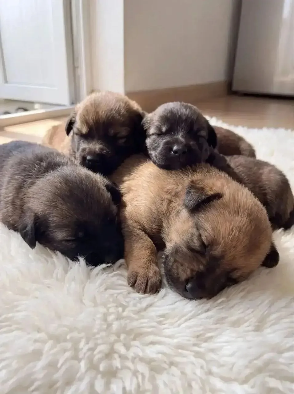 📢🐕ЩЕНКИ В ДОБРЫЕ РУКИ🙌

Здравствуйте. 
Ищут дом и заботливые ручки 6 замечательных щенков:
4 маль