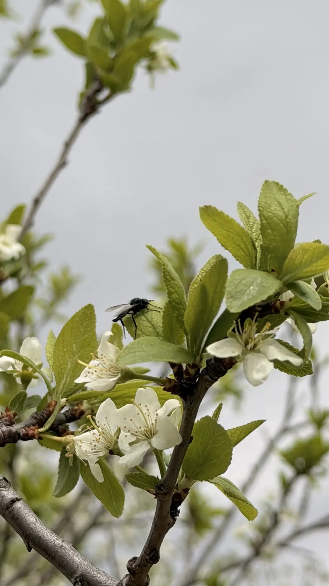 МУХИ - ЦЕКОТУХИ ⚫️  В деревенском саду встретила целый рой (черную тучу) насекомых похожих на мух, т