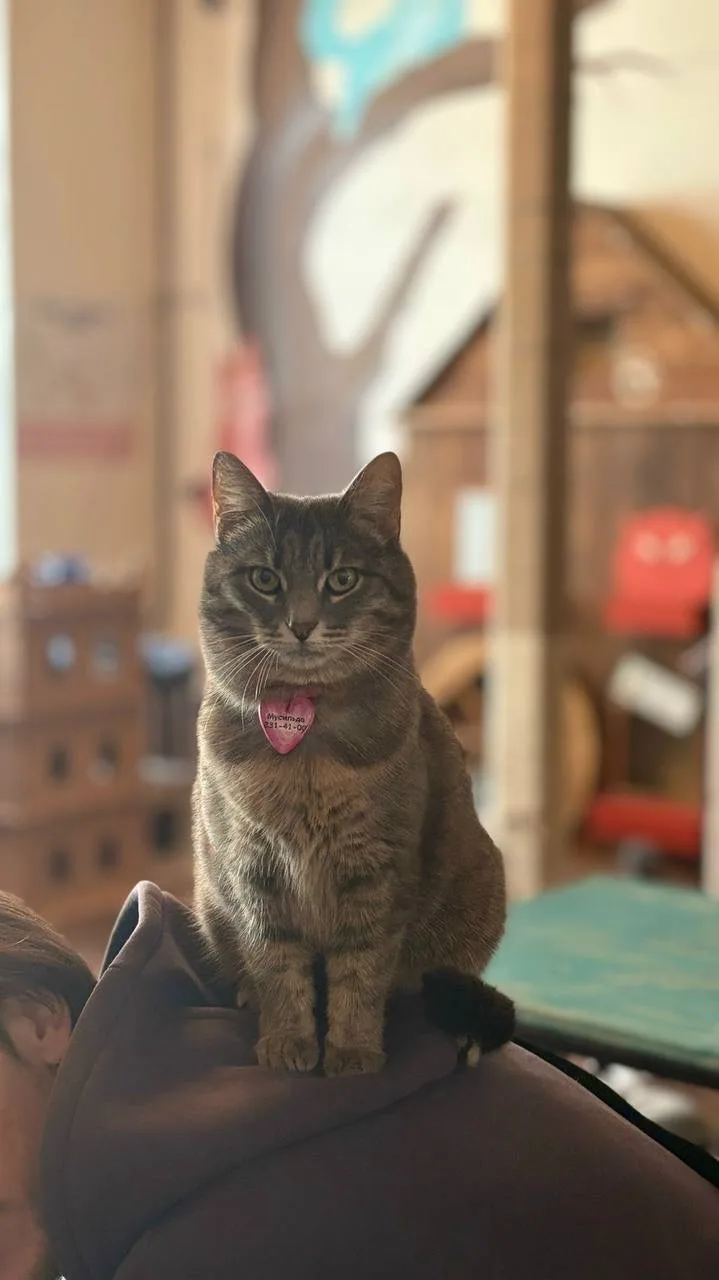 Благотворительная ярмарка в помощь котикам 🐈‍⬛ 🐈 
 
📆 30-31 мая с 13:00 до 19:00 во дворе Котейни