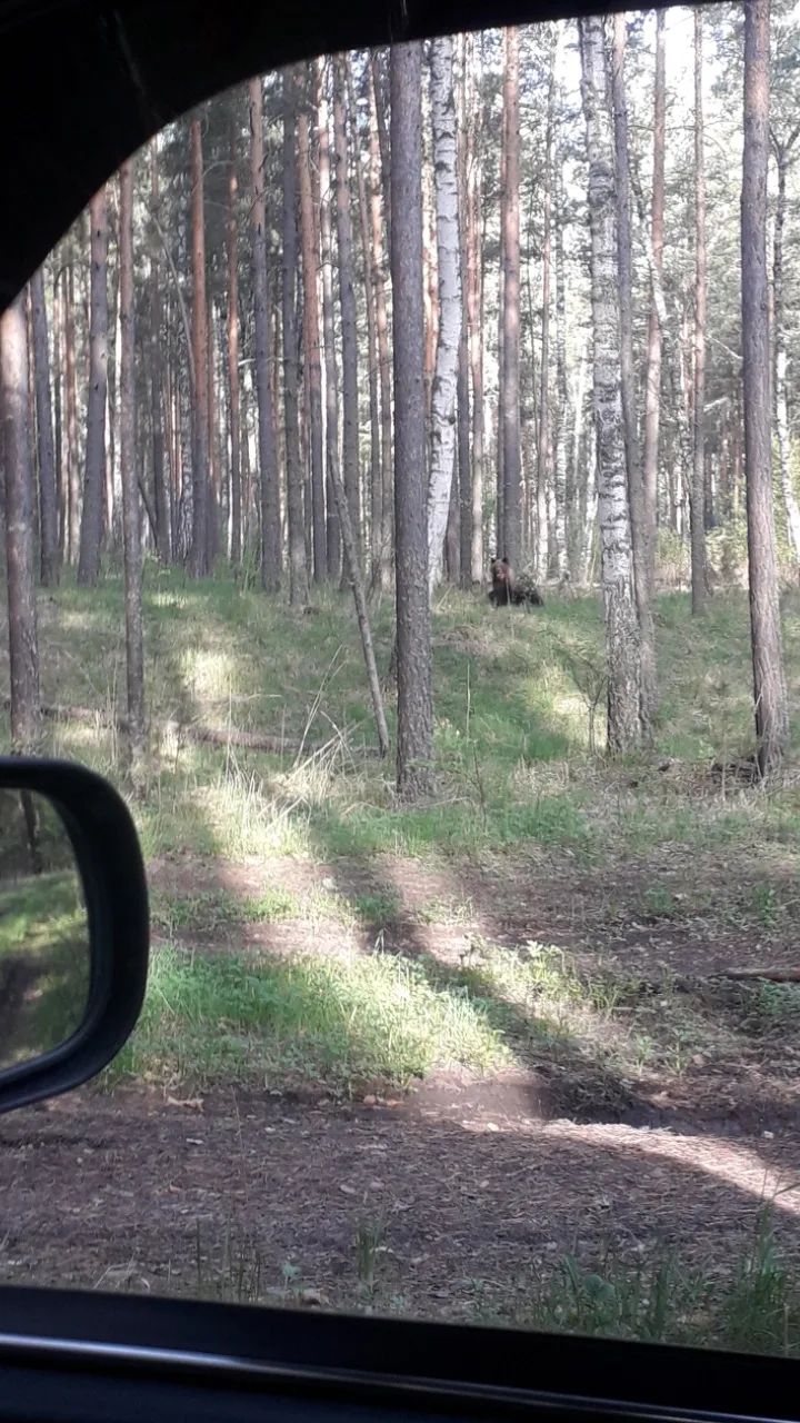 Граждане-любители пеших лесных прогулок в окрестностях Белорецка! Будьте предельно осто...