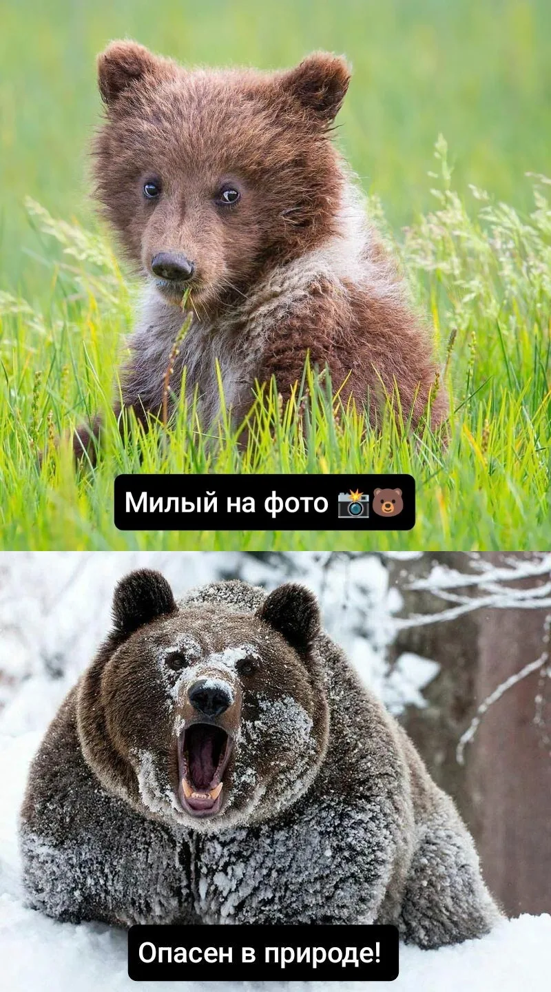 В связи с недавними трагическими событиями на Алтае.