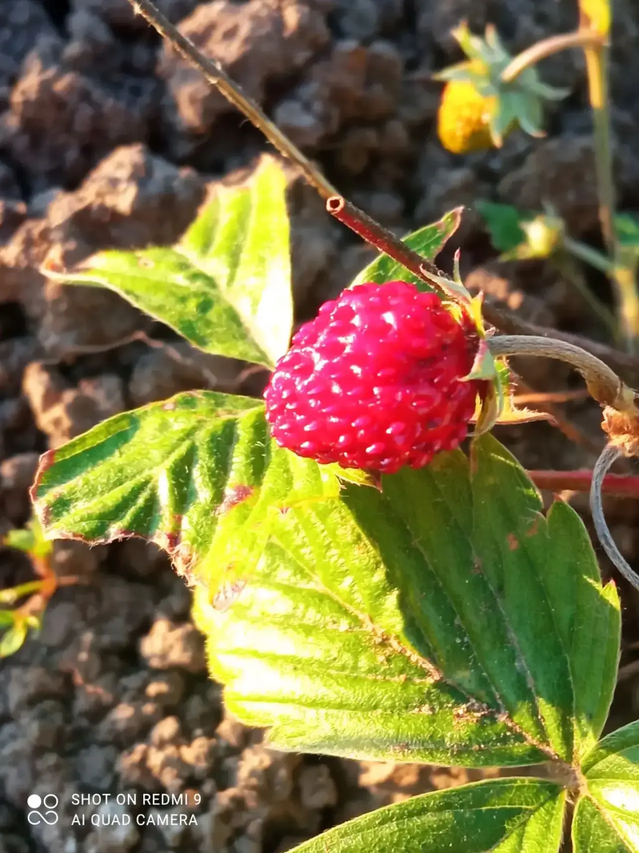 🍓 Бишнә авылыннан даими укучыбыз Айгөл Гыйләҗиева безнең белән кызыклы күренешне уртак...