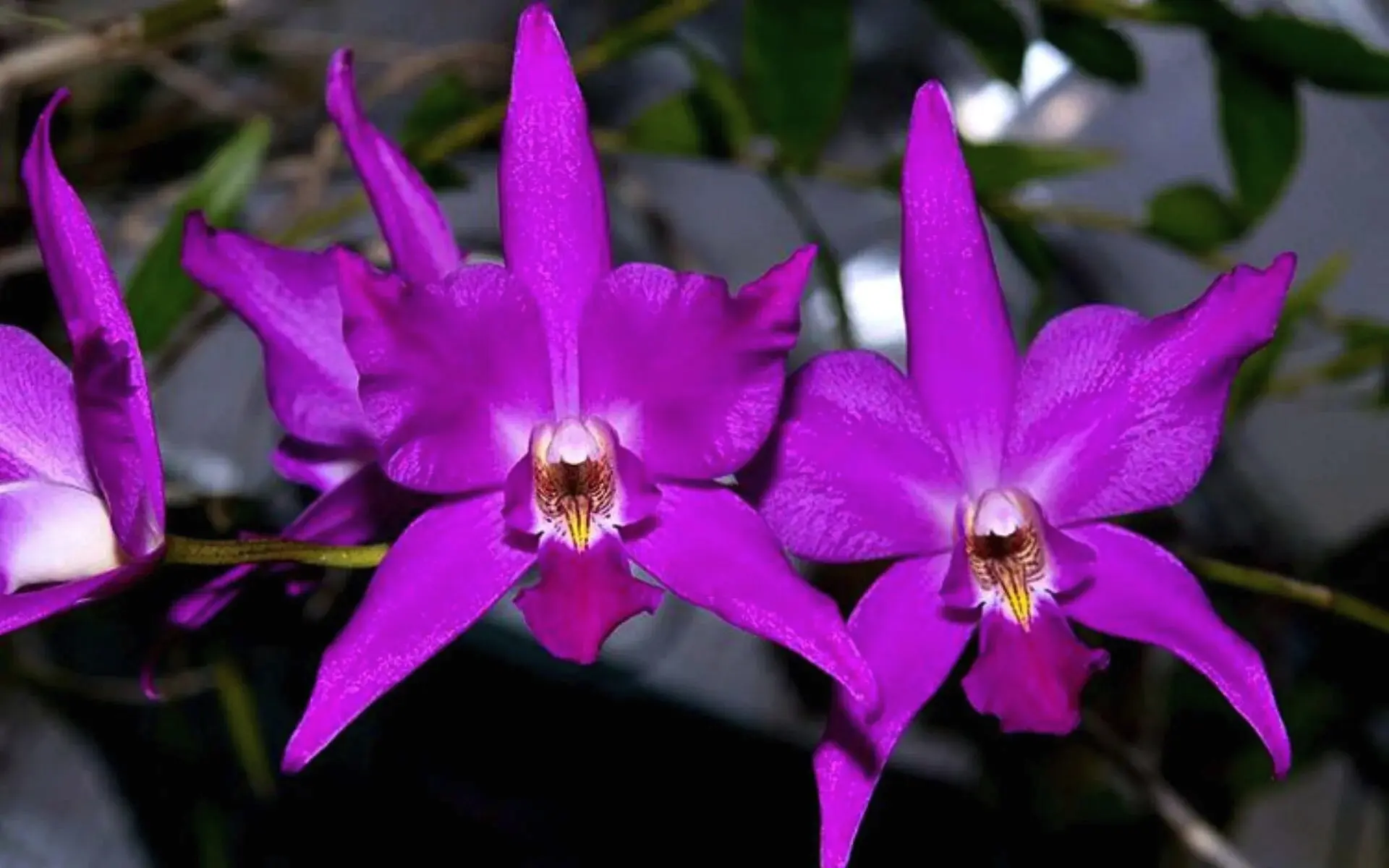 #ЗелёныйДом
Сегодня 06.06.2026, сбт.
Лелия Гульда (Laelia gouldiana)
Семейство Орхидные (Orchidaceae