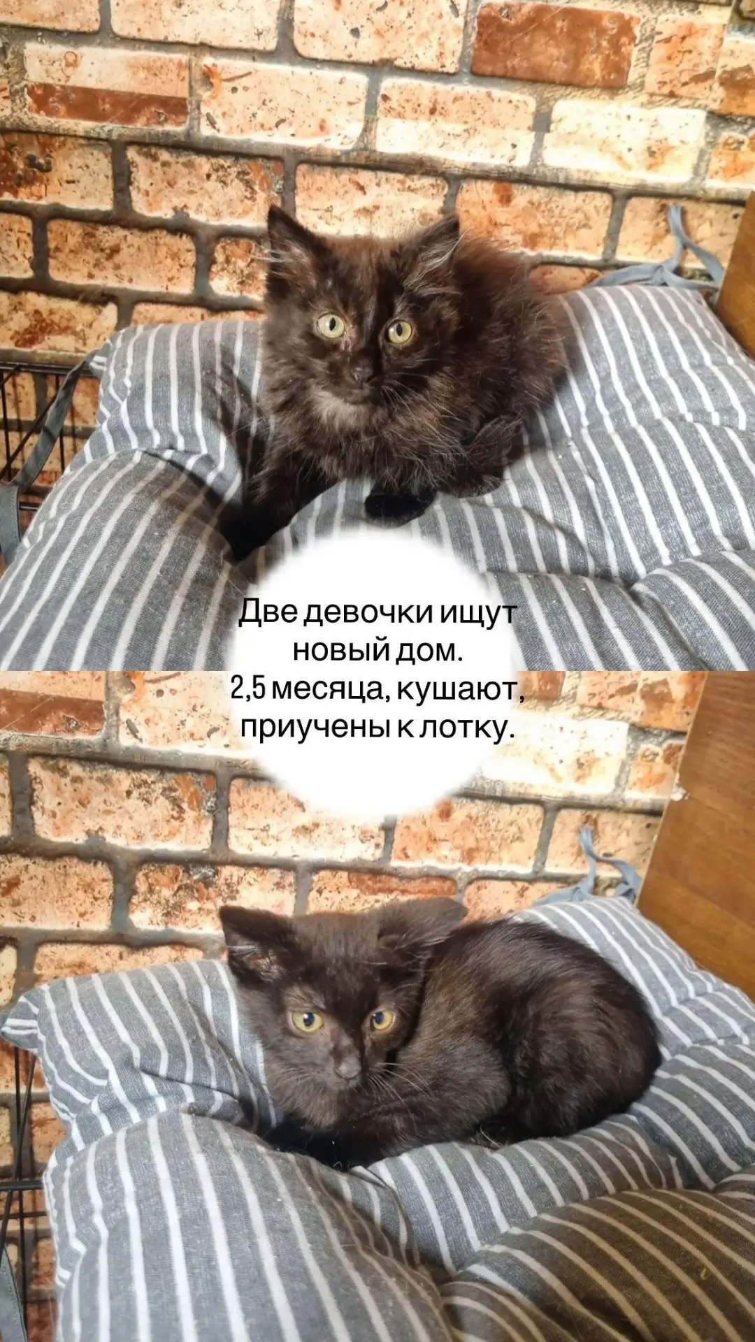 У нас тут малыши ищут новый дом!