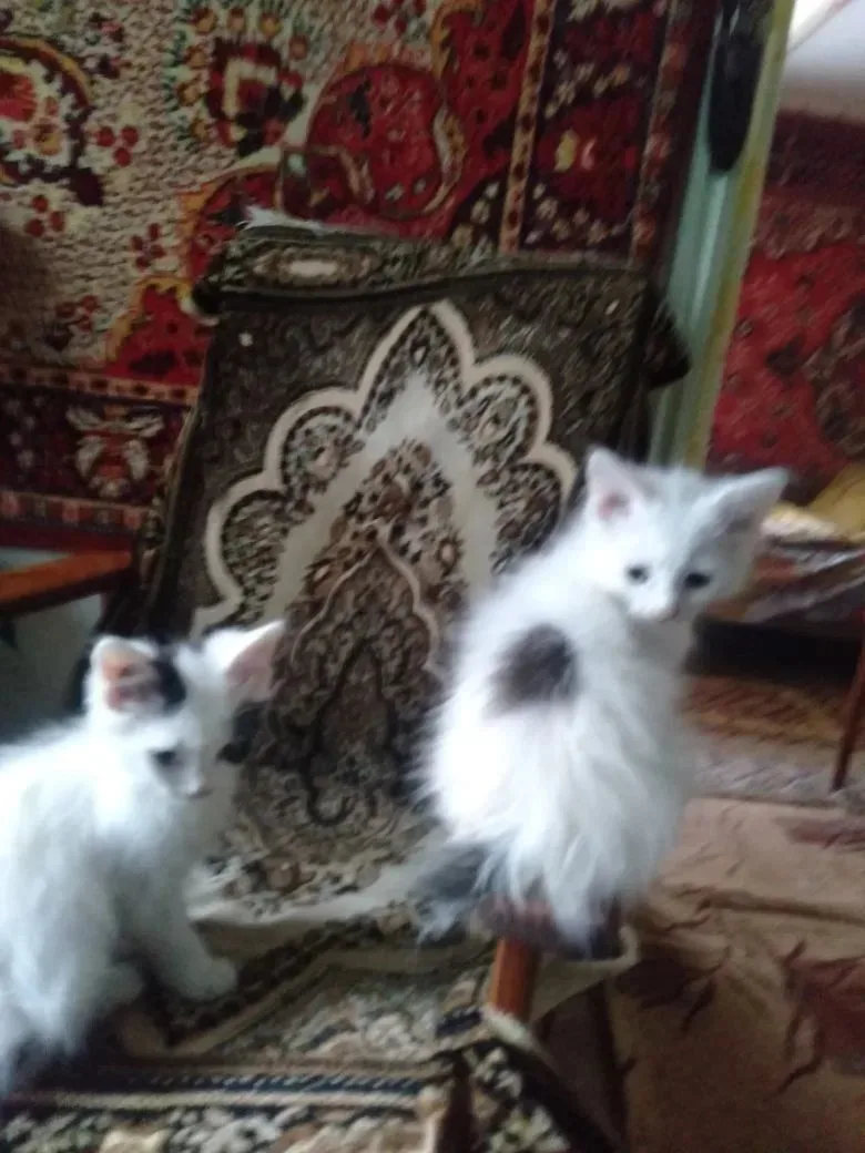 Отдаю котят в добрые руки к лотку приучены едят всё .с чёрным глазиком мальчик вторая девочка.