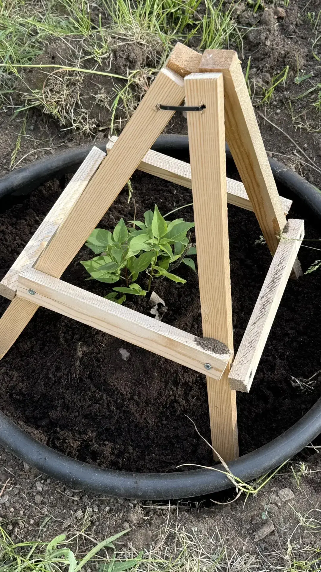 🌿 Школьная Аллея Победы: память живёт! 🌿  Год назад мы вместе с ребятами и родителями активистами вы