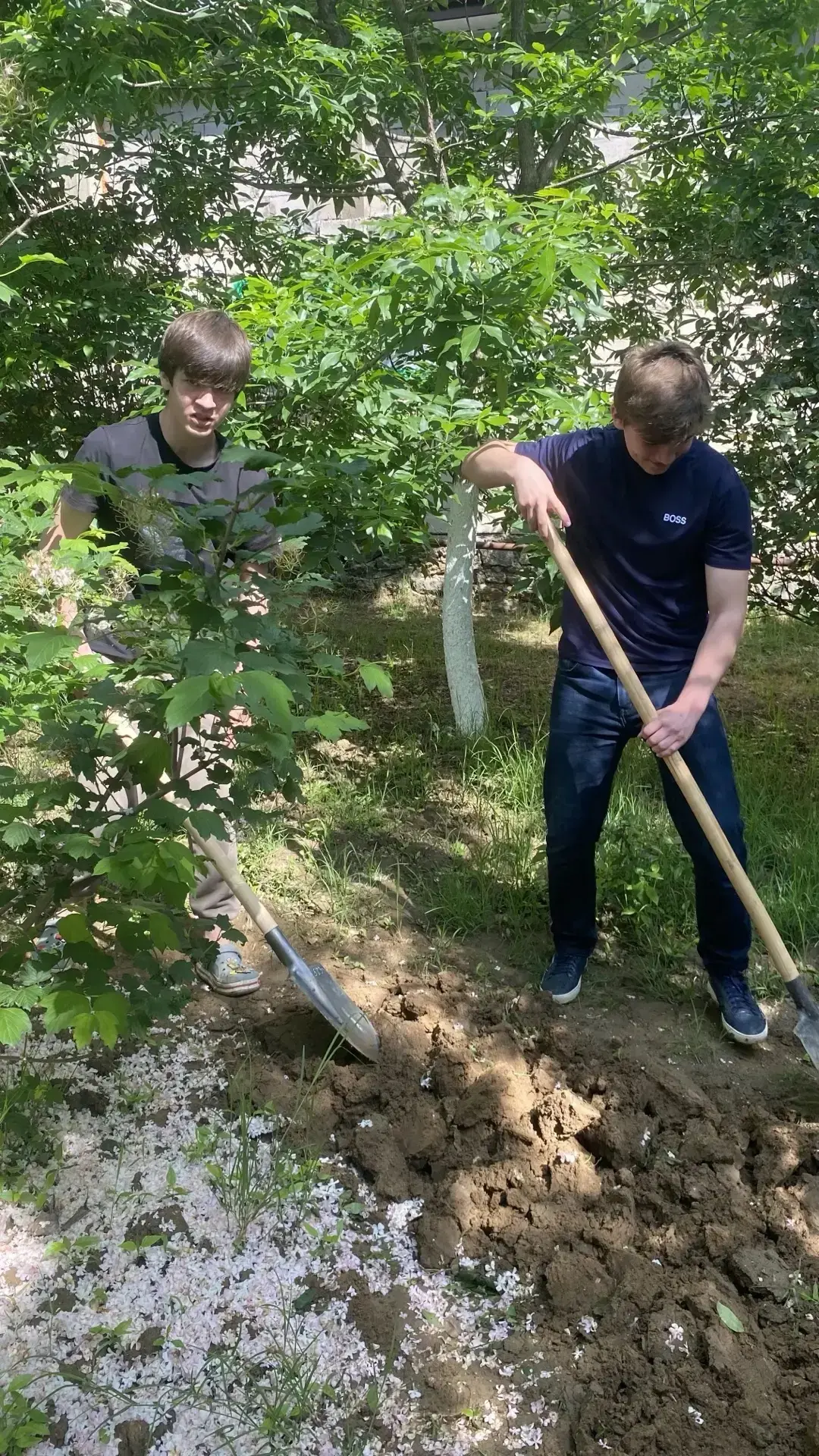 Учащиеся 7 «Б» класса приняли участие в субботнике 24.05.2026г.