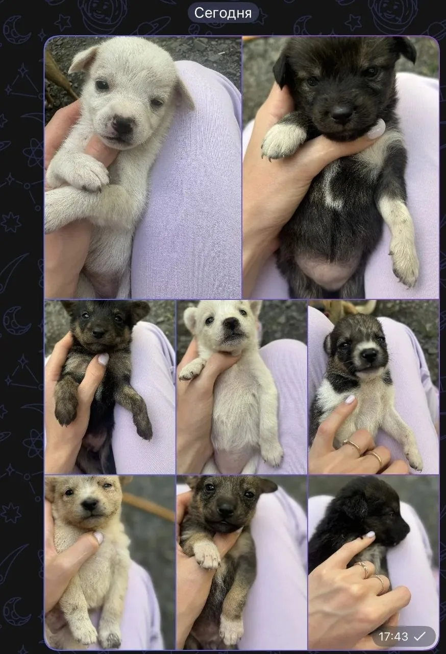 📢🐕🐕🐕 8 МАЛЫШЕЙ 🐕🐕🐕🐕🐕 🙌 В ДОБРЫЕ РУКИ🙌

Малыши в добрые руки! Находятся в х. Харьковском (